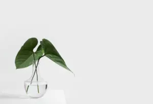 how to propagate monstera deliciosa