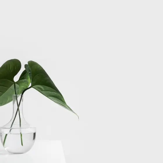How To Propagate Monstera Deliciosa: A Step-By-Step Guide For Healthy New Plants (2026)