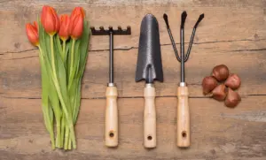 when to plant bulbs