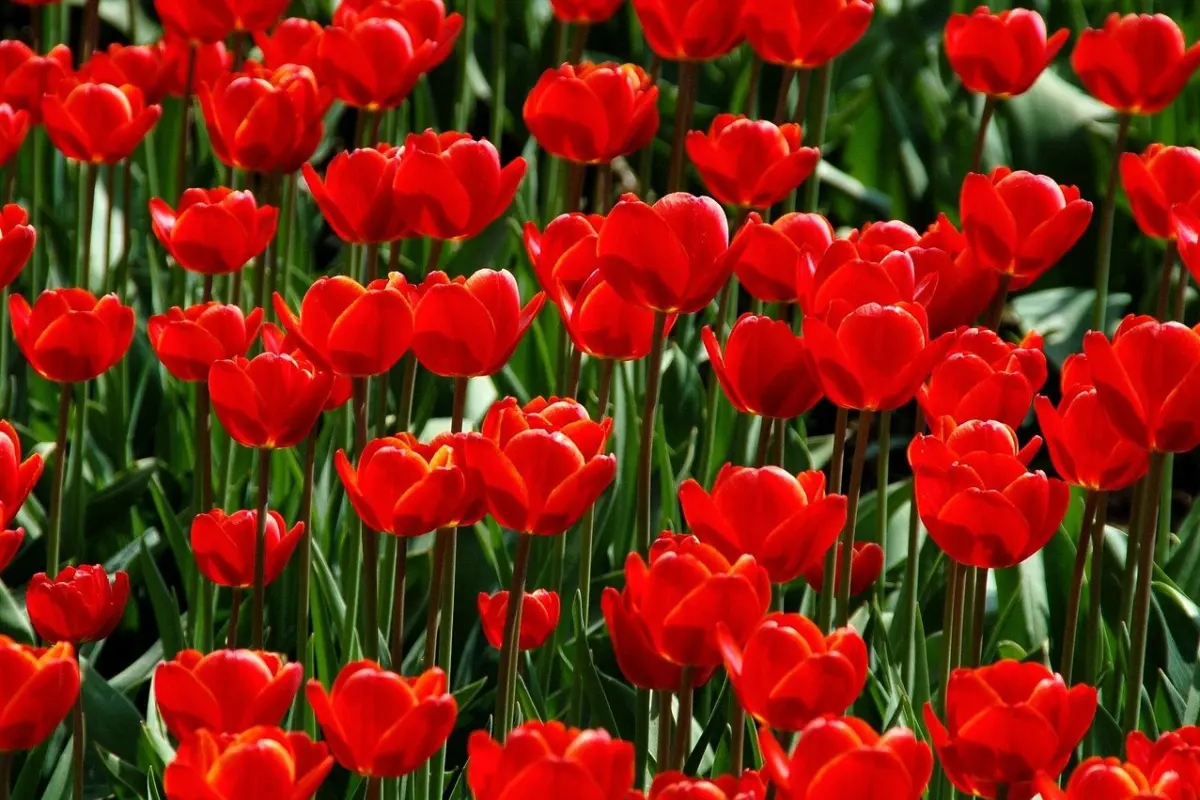 tulip bulbs when to plant