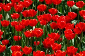 tulip bulbs when to plant