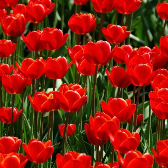When To Plant Tulip Bulbs: The Simple Calendar And Tips For Reliable Spring Blooms