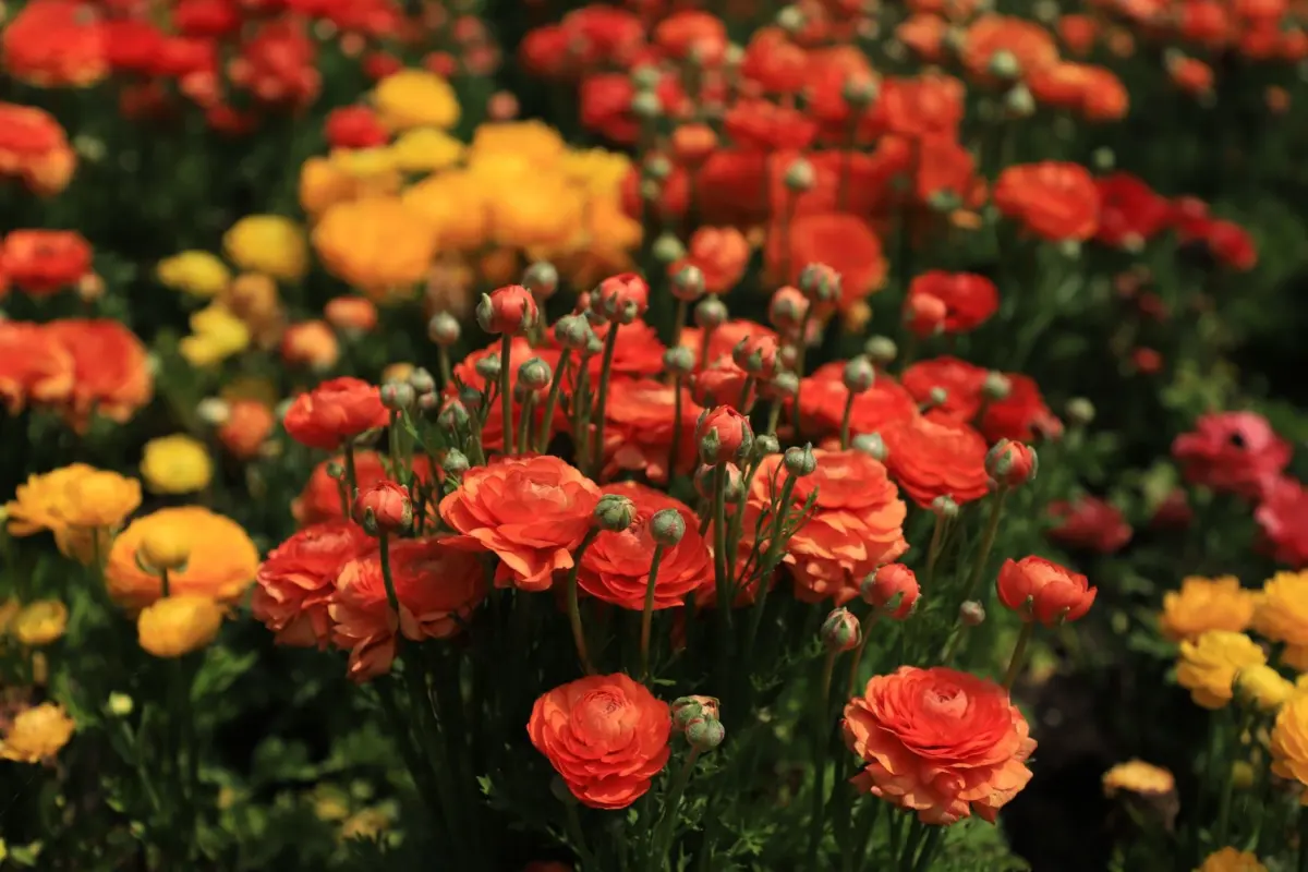 when to plant ranunculus bulbs