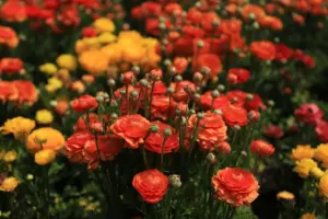 when to plant ranunculus bulbs