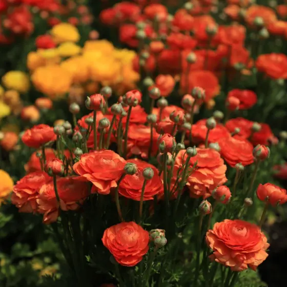 When To Plant Ranunculus: The Seasonal Guide To Gorgeous Blooms (2026)