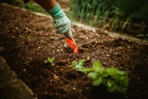 seasonal garden checklist