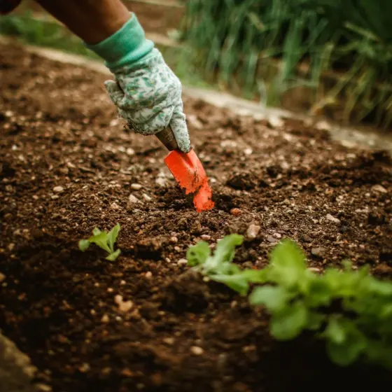 Seasonal Garden Projects