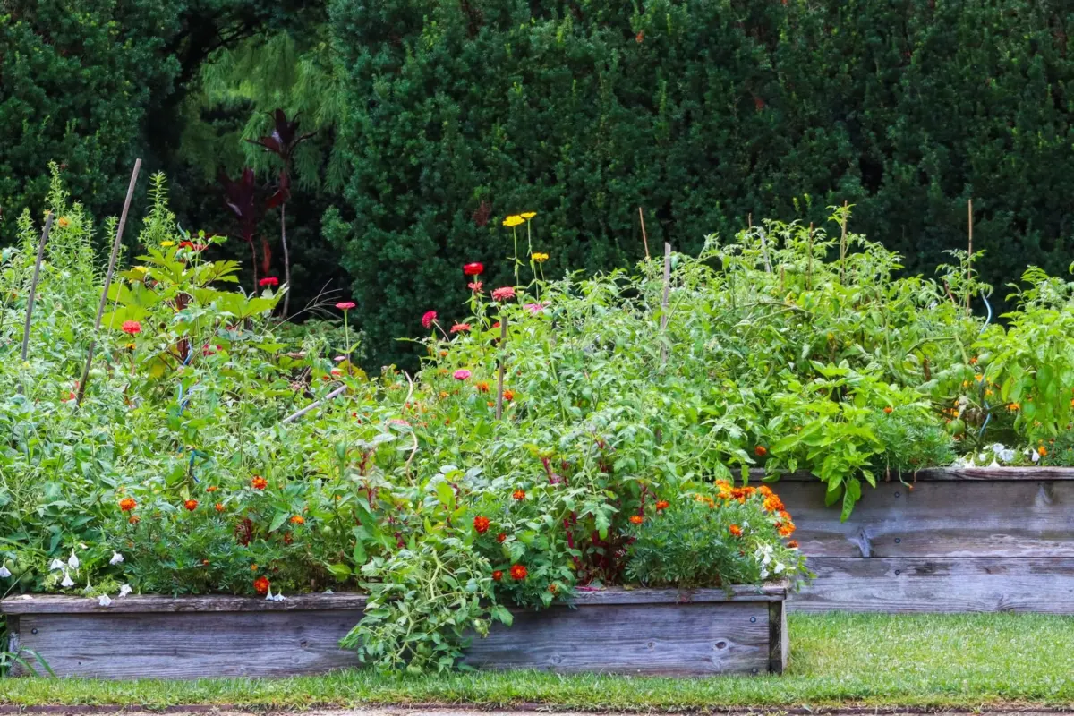 gardening for beginners