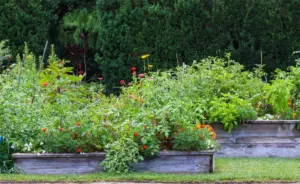 gardening for beginners