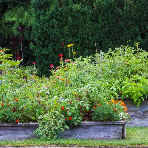 Plants and Gardening Basics