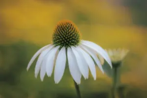 annuals vs perennials