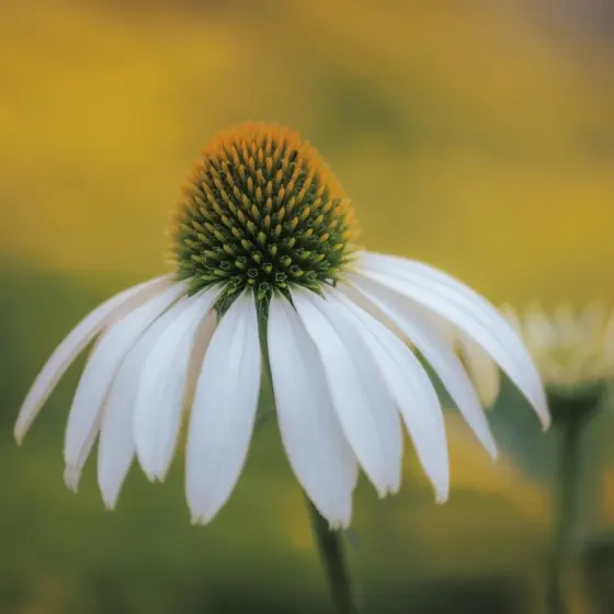 Annuals Vs Perennials: What To Plant