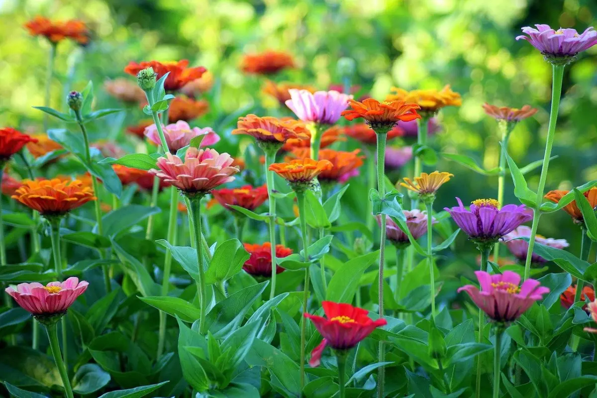 how to grow zinnias