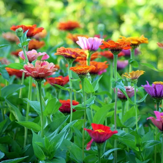 How to Grow Zinnias: Easy Steps For Big Blooms All Summer (2026)